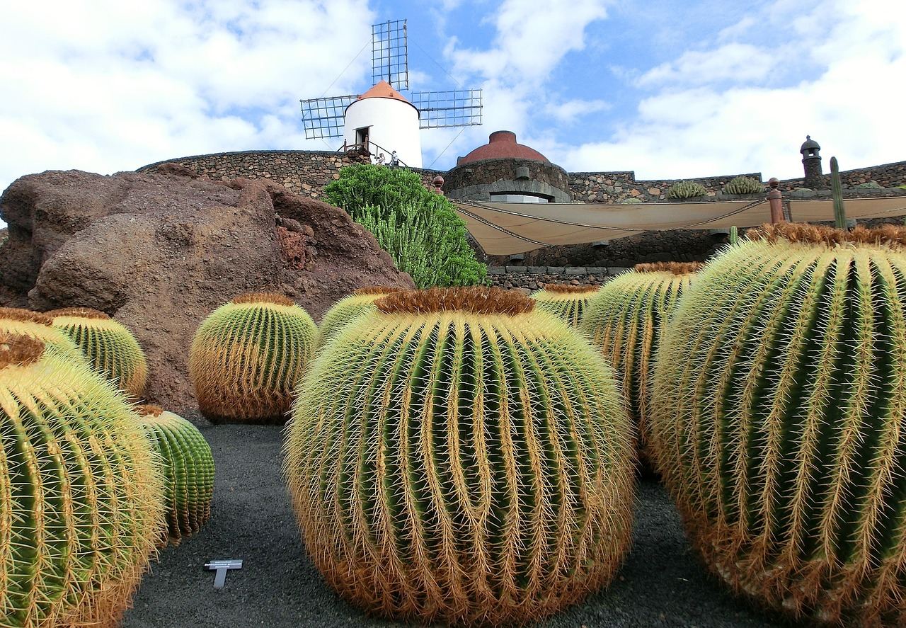 Cactus en Lanzarote